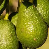5 raisons de manger de l'avocat - Guylaine au Naturel