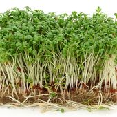 Pourquoi manger germinations et pousses? - Guylaine au Naturel