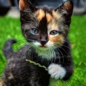 La mission des chats dans notre vie - Guylaine au Naturel
