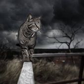 La légende bouddhiste sur les chats - Guylaine au Naturel