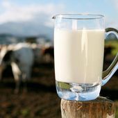 Lait de vache: liste des maladies liées à sa consommation. - Guylaine au Naturel