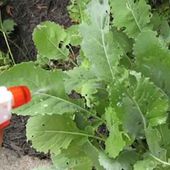 Pesticide biologique pour votre jardin. - Guylaine au Naturel