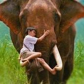 Soin de reconnexion à nos animaux intérieurs.