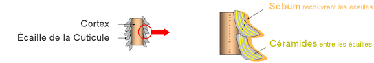Céramides