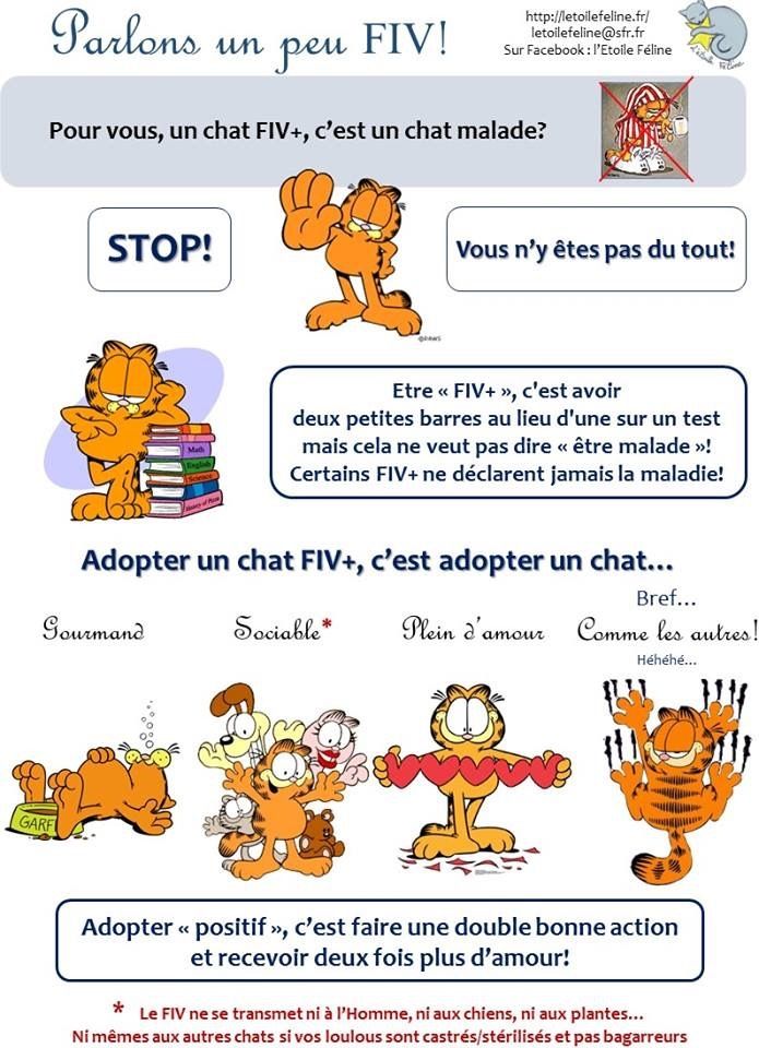 se faire rencontrer 2 chats