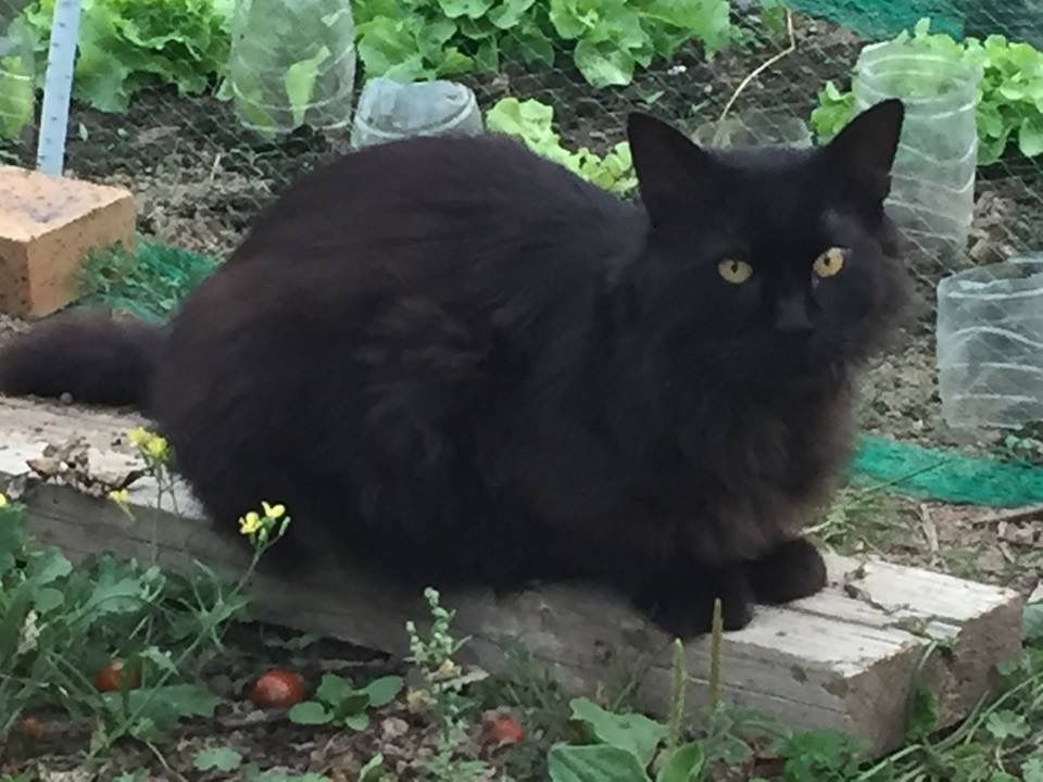 rencontre 2 chats adultes