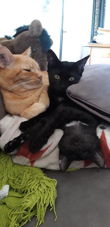 rencontre plus 20 chat
