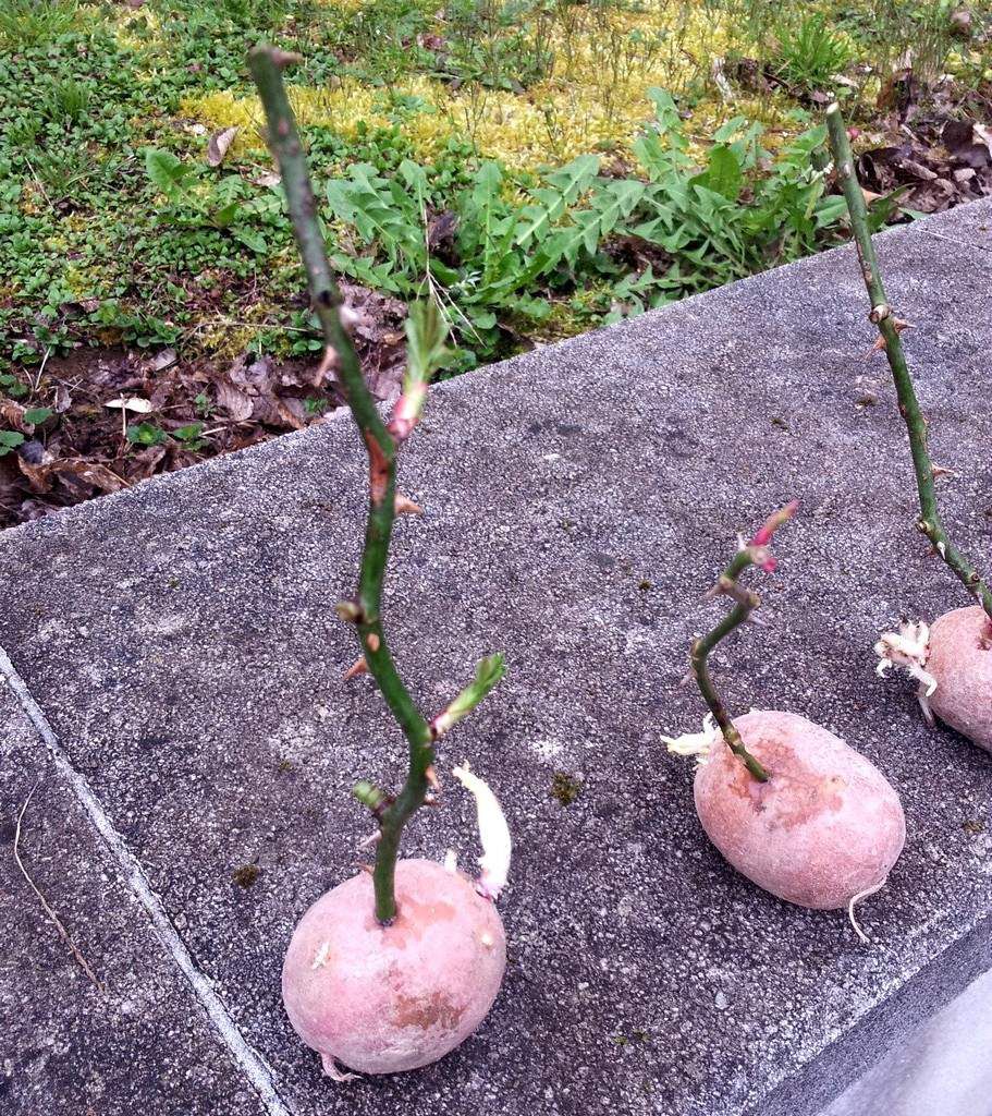 planter une rose dans pomme de terre