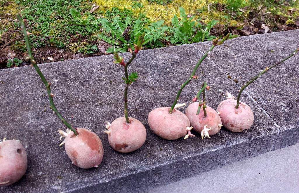 Faire Pousser Un Rosier Dans Une Pomme De Terre