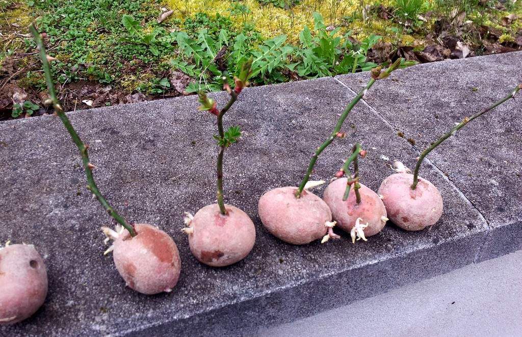 planter une rose dans pomme de terre