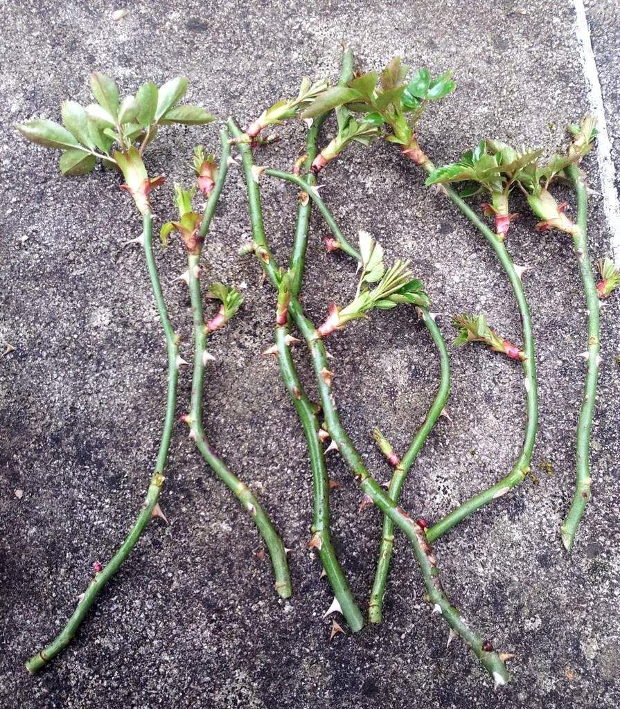 planter une tige de rose dans une pomme de terre