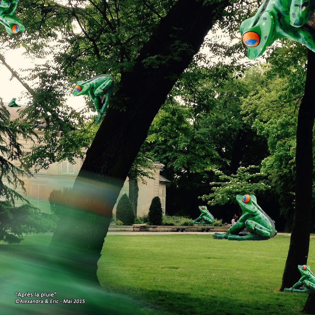 ...Après la pluie, une joyeuse compagnie croassante pullule dans un jardin aux couleurs verdoyantes.