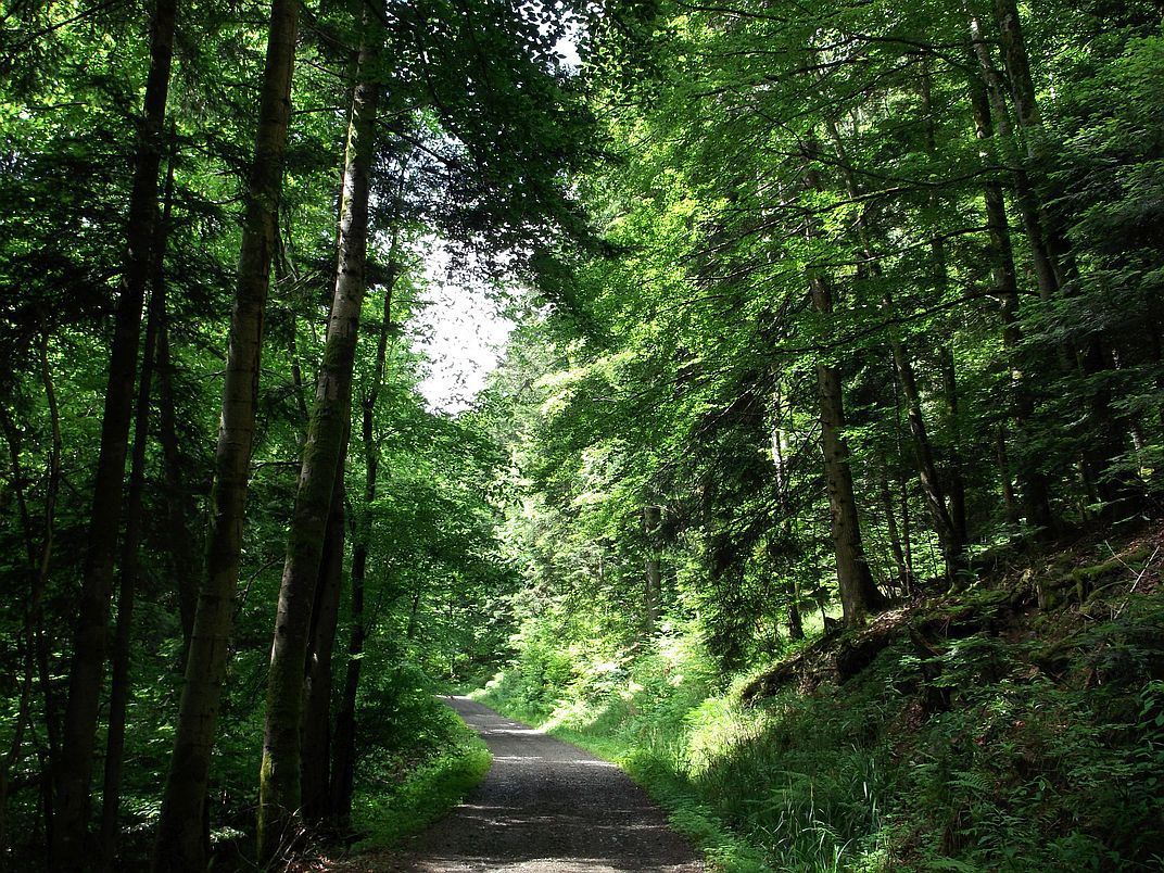 La forêt communale de Moosch, dans la montée vers le Gsang.