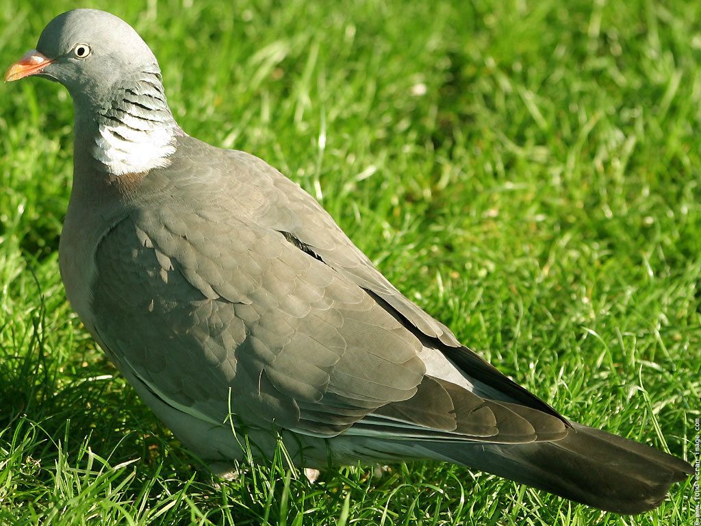 Pigeon ramier ou palombe la vie du ciel