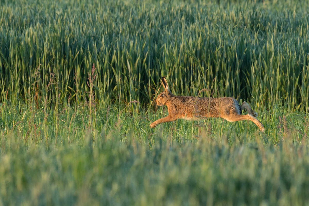rencontre dans le perche