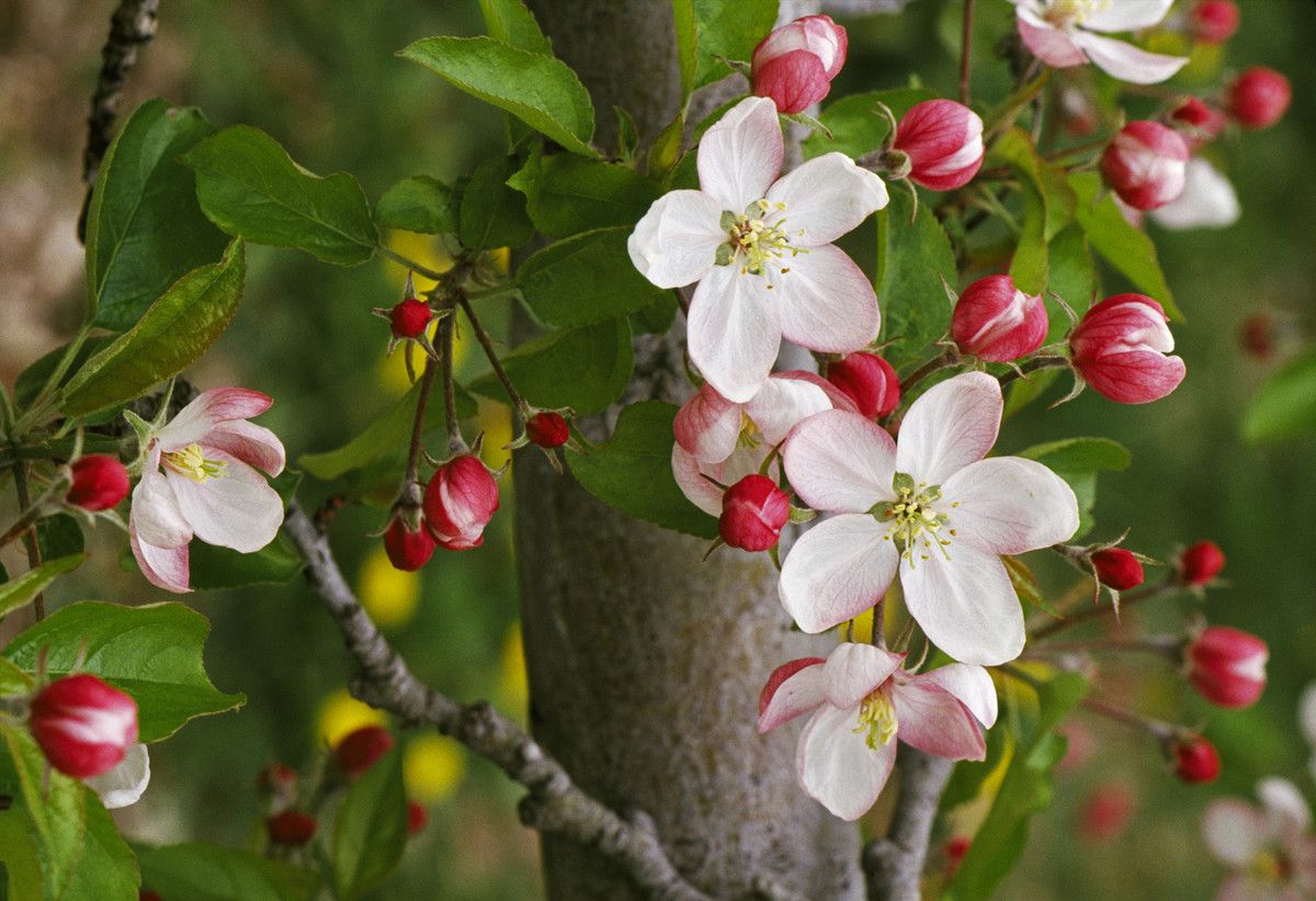 michigan apple blossoms jackelliot