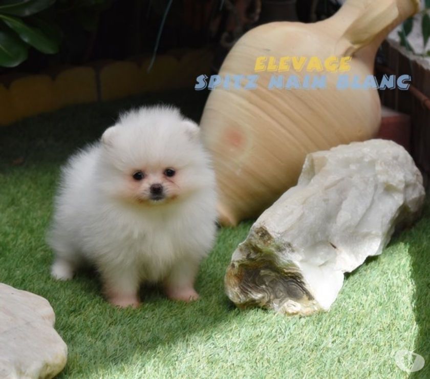 Superbe chiot femelle spitz nain blanc 24 mars chien et chiot de