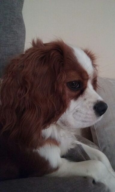 dressage chien grez sur loing