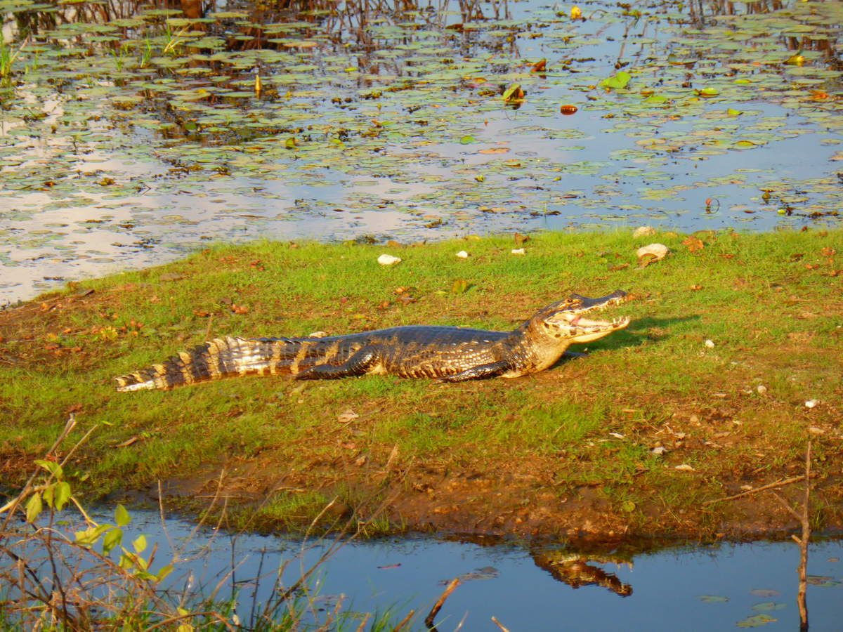 quel animal n jamais peur
