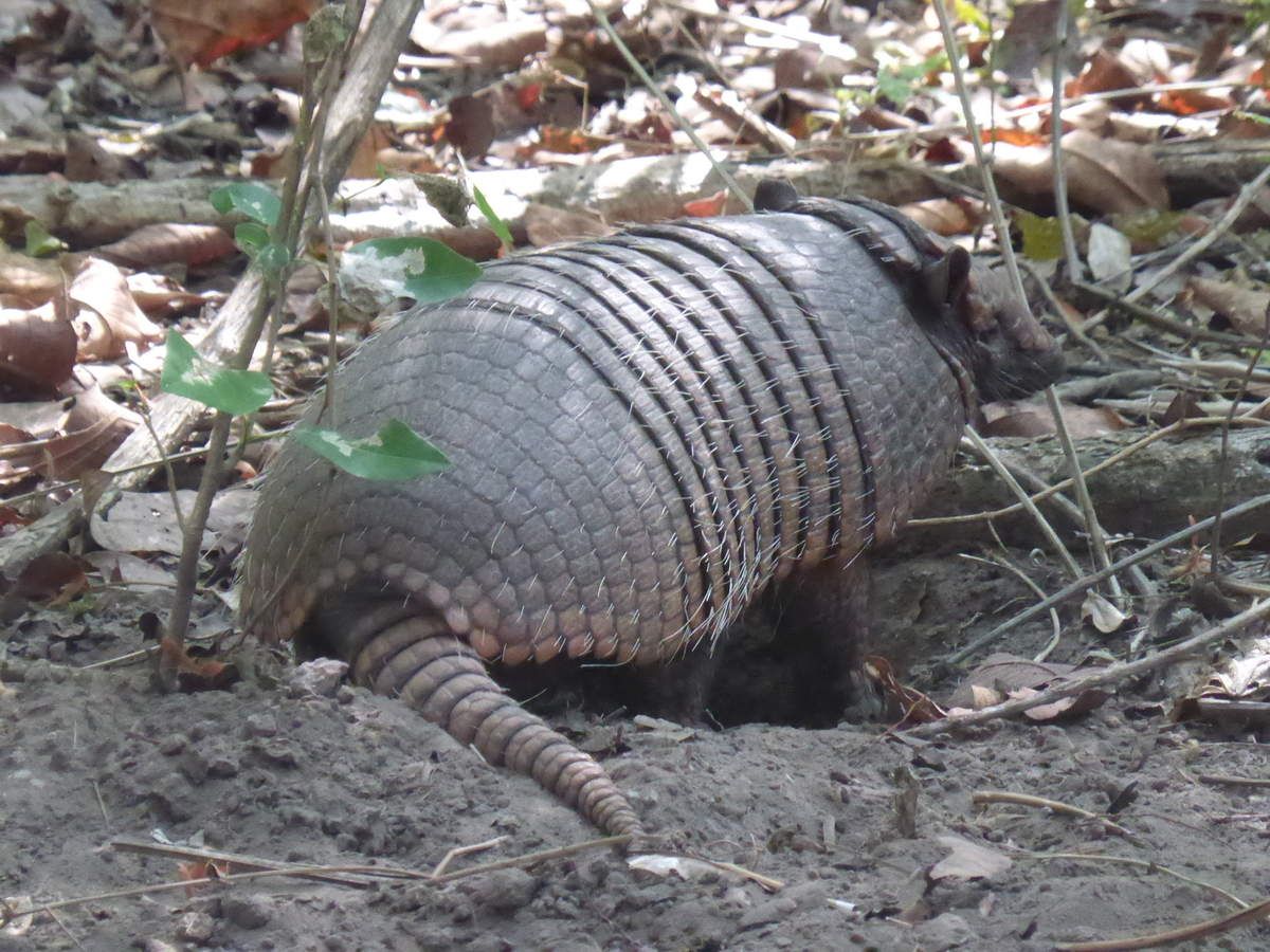 quel animal n jamais peur