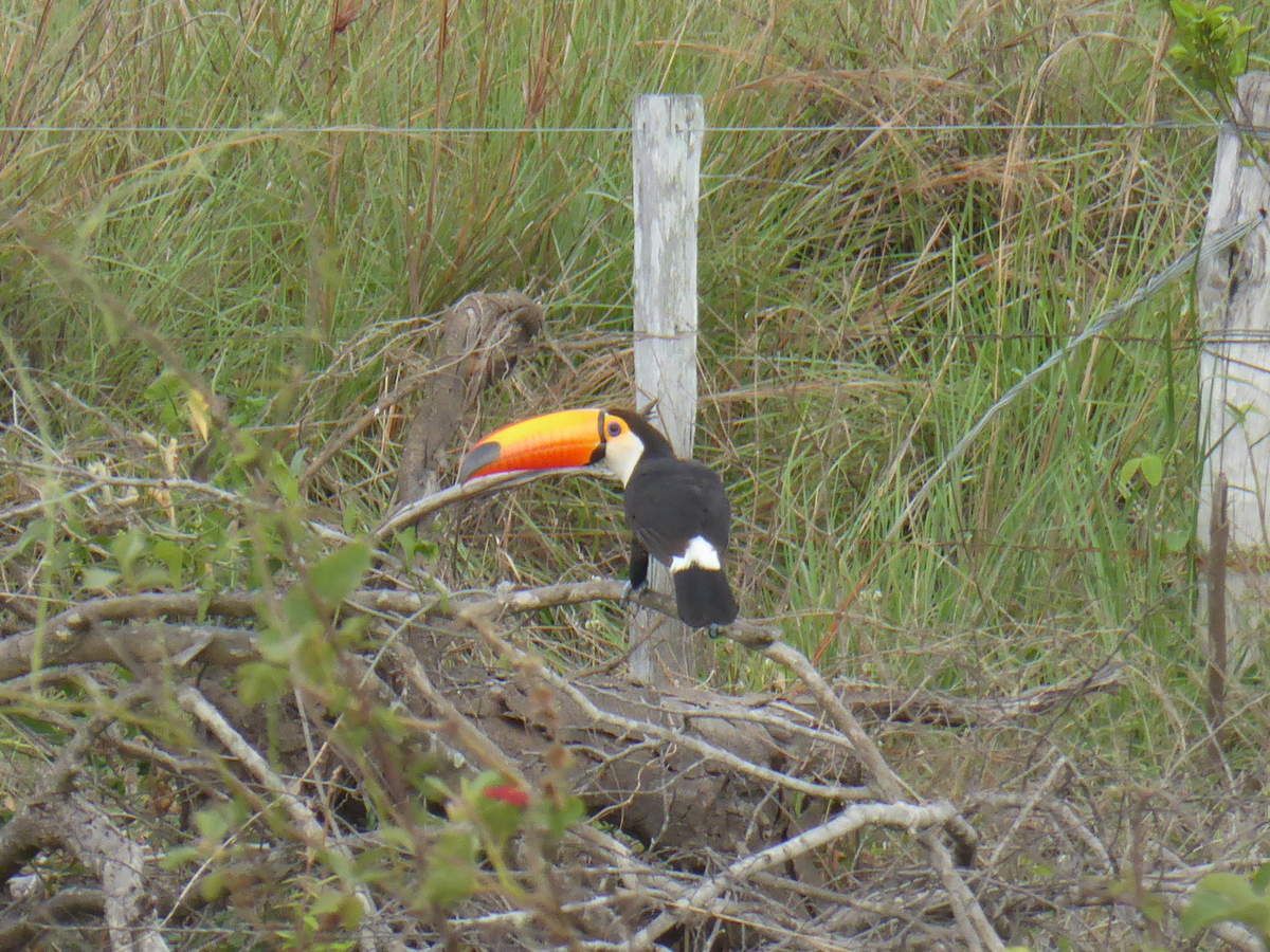 quel animal n jamais peur