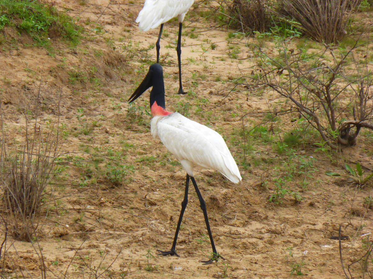 quel animal n jamais peur