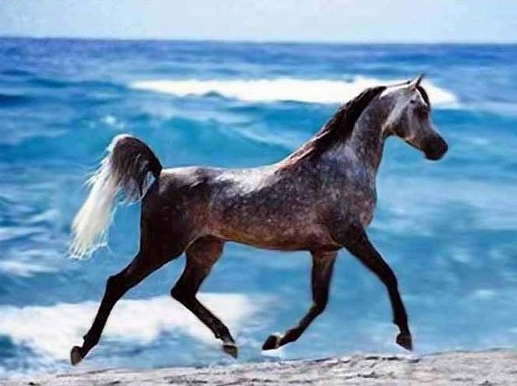cheval arabe couleur