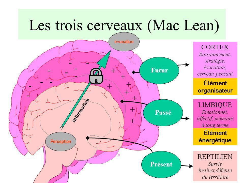 Les 3 cerveaux, la posture et la motricité - Prends Soin de Toi  Efficacement et Intelligemment