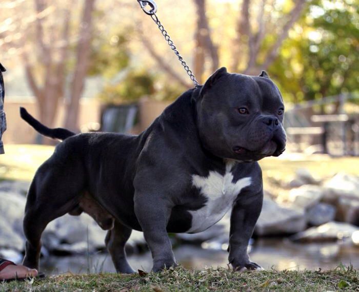 Staffie deals type bully