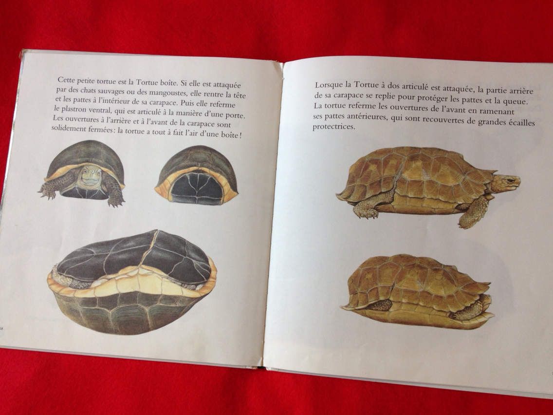 site de rencontre pour tortue