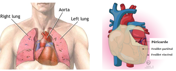 péricarde pariétal