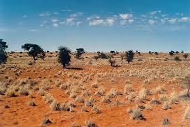 Desert du Kalahari 