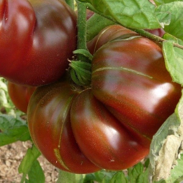 vente de graines de tomates anciennes vente de graines de tomates anciennes