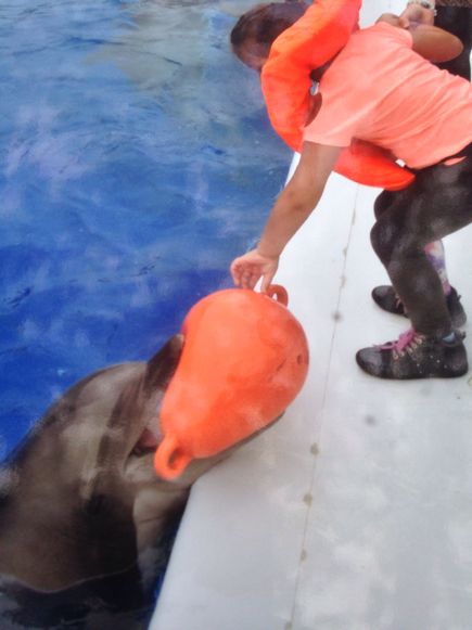 rencontre avec les dauphins antibes