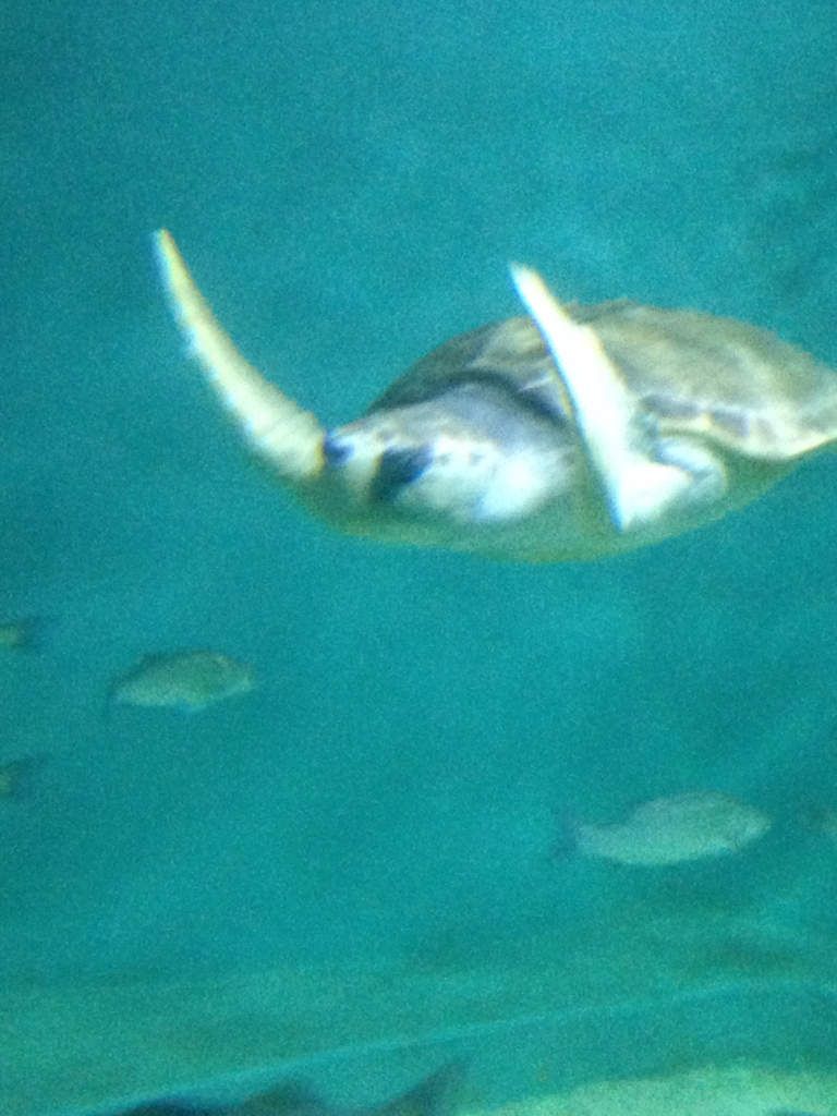 rencontre otaries marineland