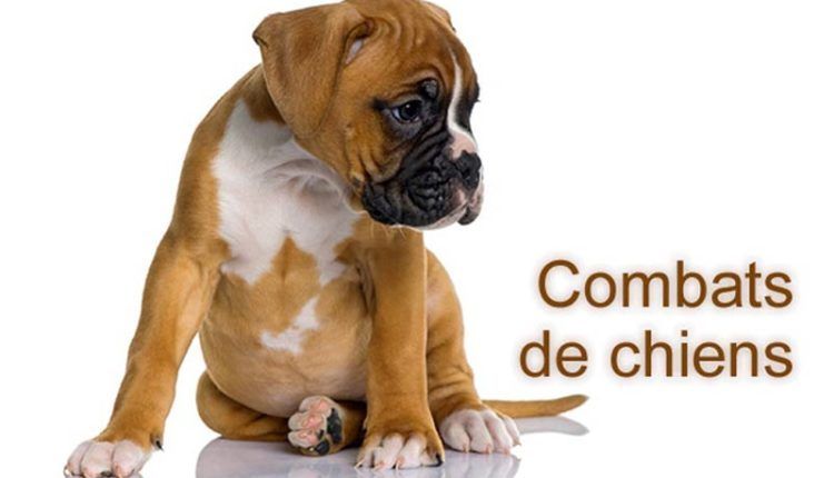 sexe direct le sexe avec des animaux sexe direct le sexe avec des animaux