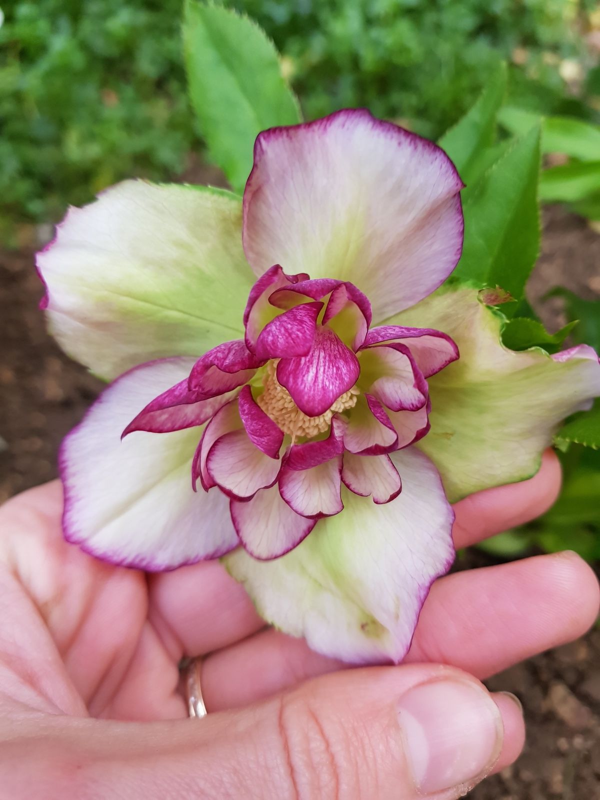 Fleur Au Pétale D Or Raiponce La naissance d'une fleur... - Au jardin d'Istariel...