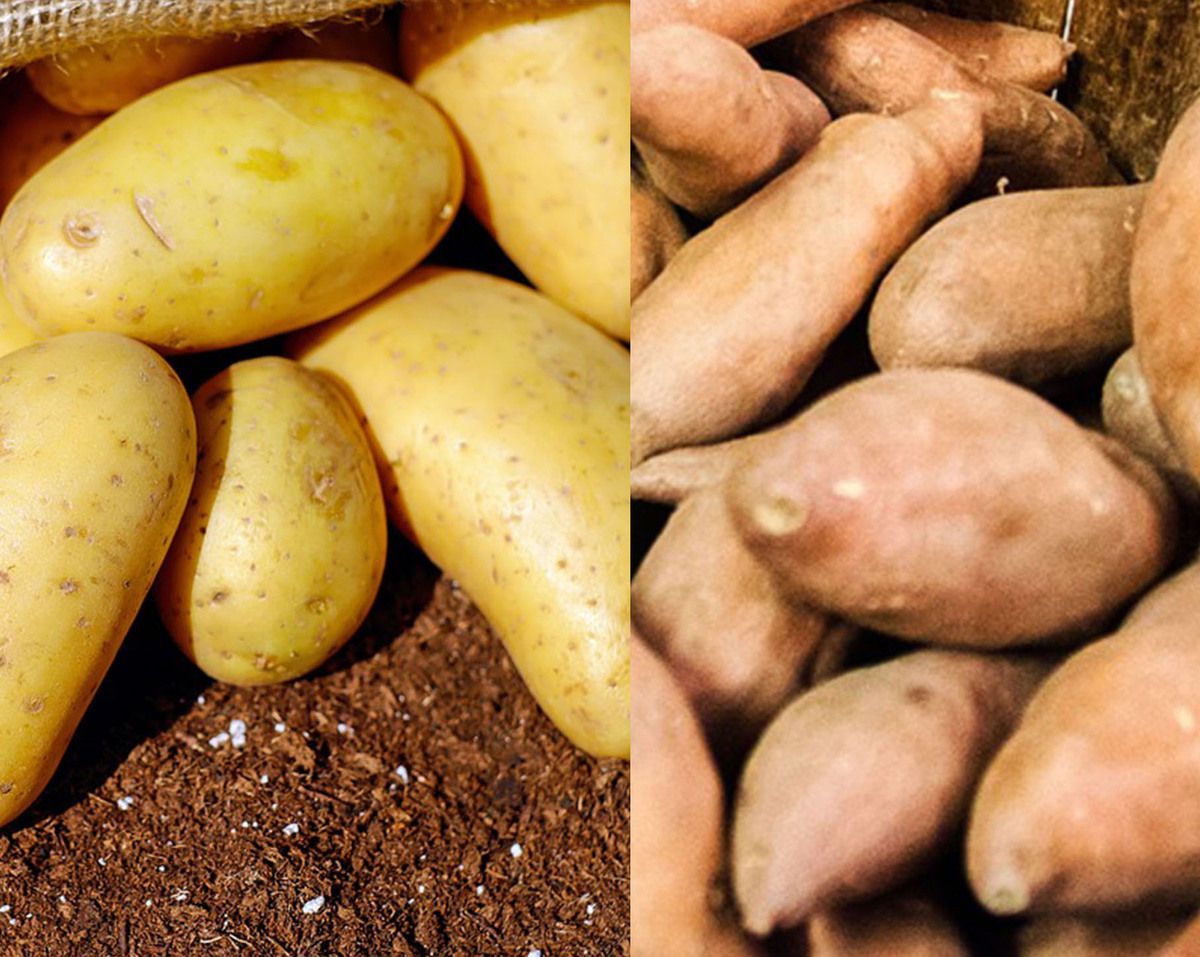 Pomme de terre et patate douce - Deux « patates » à essayer
