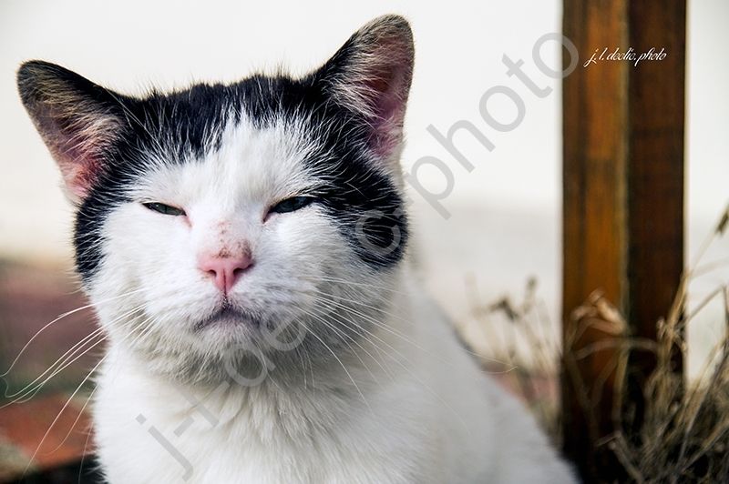 chat hazebrouck