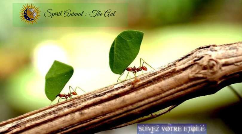 Spirit Animal: the Ant - Suivez Votre Etoile Spirit Animal: the Ant - Suivez Votre Etoile