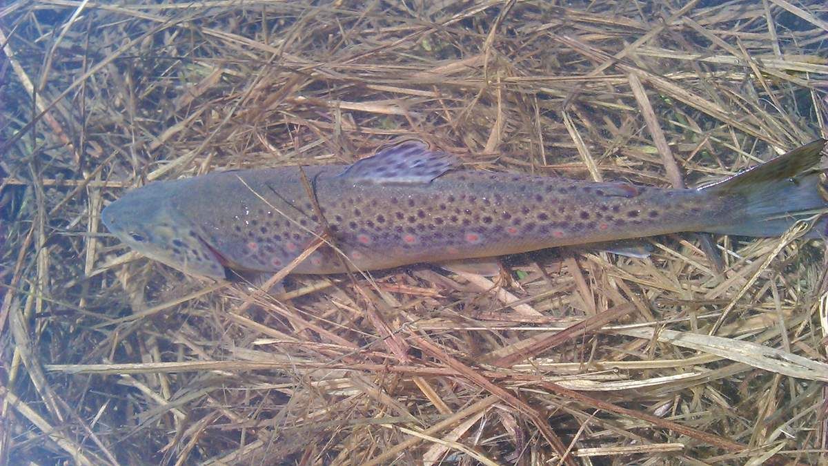 peche truite juine