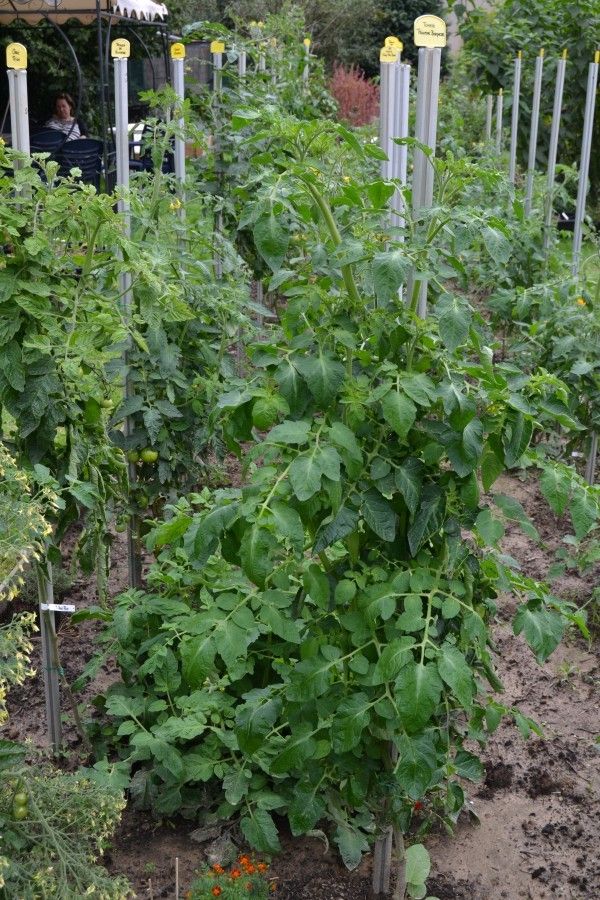 DSC_0033 Singel planche tomate.JPG