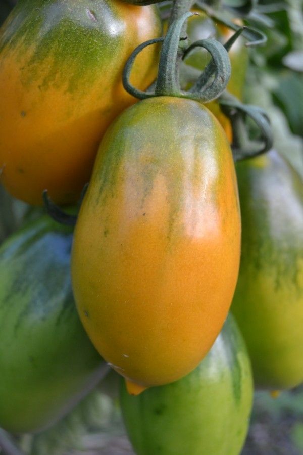 DSC_0728 Tomate Orange Banana.JPG