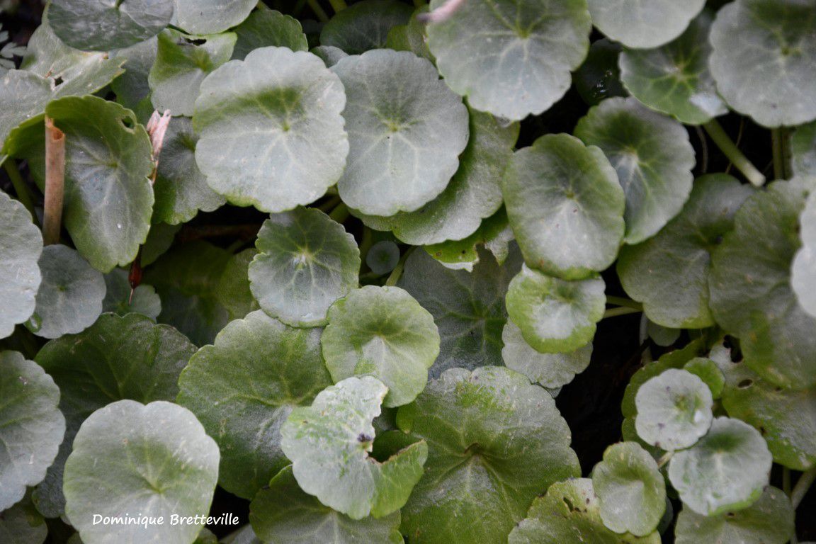 Savoir Cueillir Les Plantes Sauvages Cueillir Et Cuisiner Fr