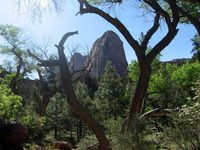 Grüße aus Südutah V: Zion National Park