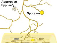 53- La mycorhization