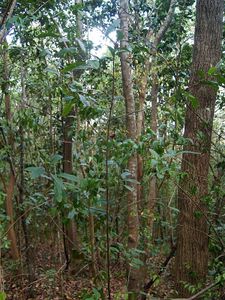 24_anse_a_l_ane_anse_noire