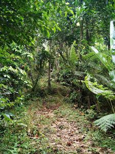 25_reculee_morne_l_etang