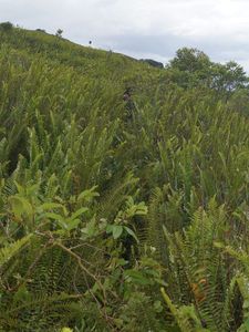 36_sources_chaudes_pelee