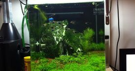 manado aquascaping et aquariophilie art et passion
